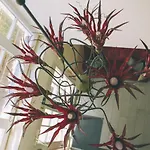 Villa-senta-apartment-9